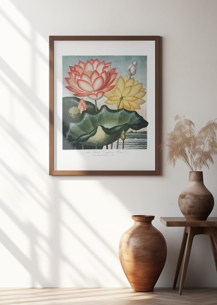 The Sacred Egyptian Bean from The Temple of Flora (1807)