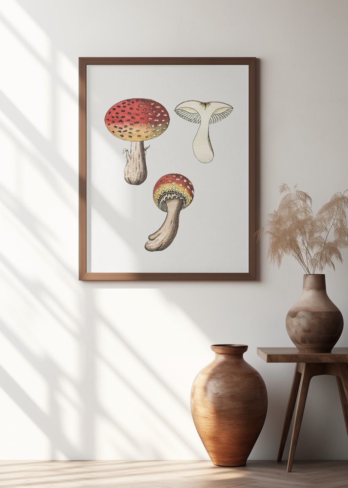Hand Drawn Fly Agaric Mushroom