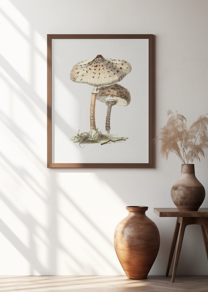 Hand Drawn Parasol Mushroom