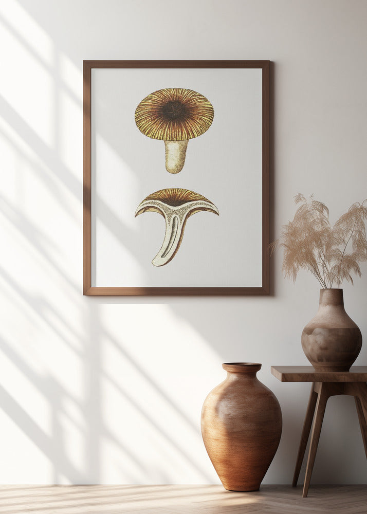 Vintage Chanterelles Edible Mushroom