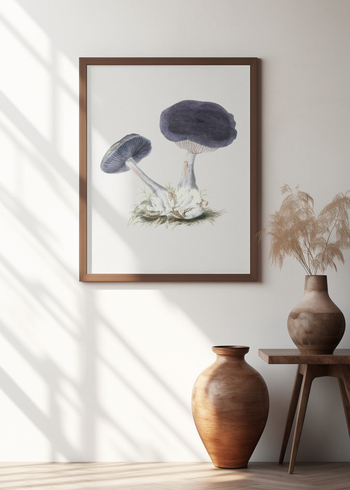 Vintage Violet Webcap Mushroom