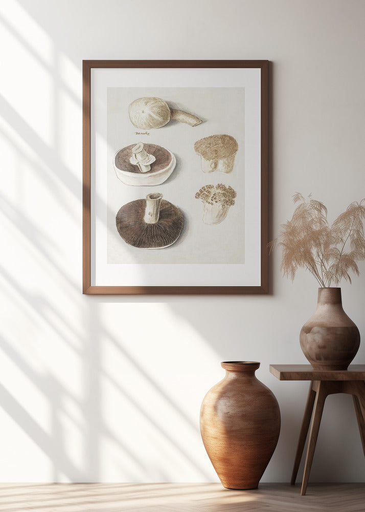 Common Meadow Mushroom, Agaricus Campestris Standing