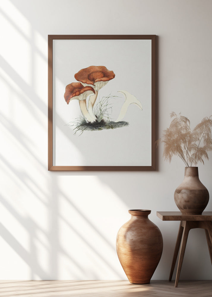 Hand Drawn Rufous Milkcap Mushroom