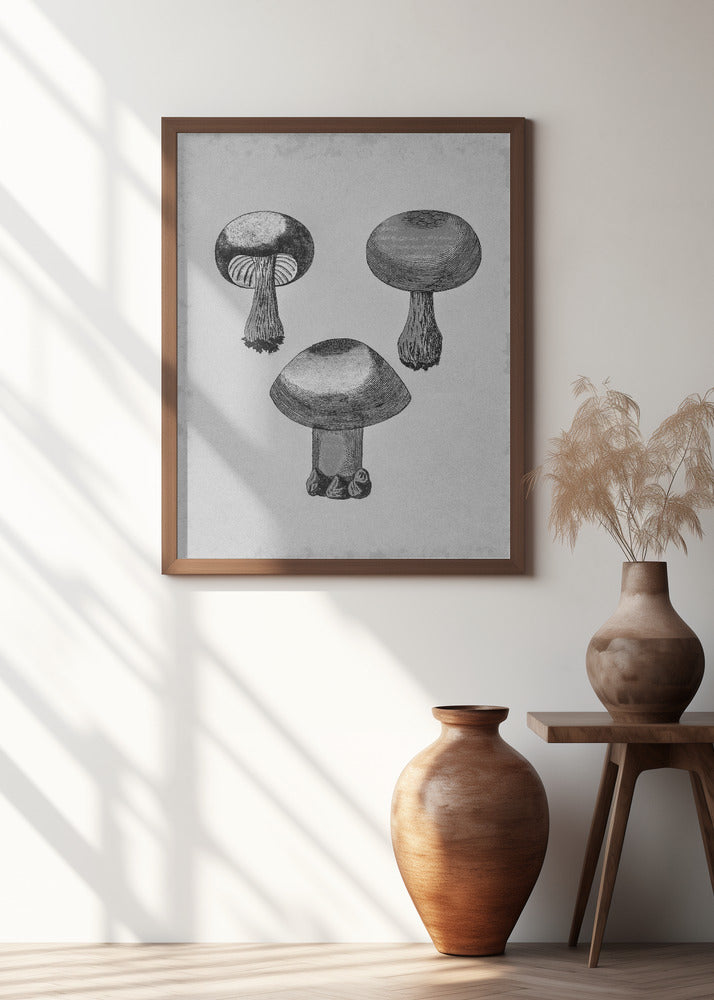 Violet Webcap Mushroom