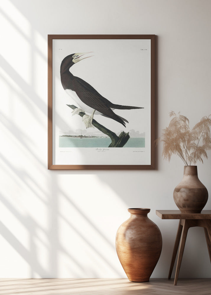 Booby Gannet From Birds of America (1827)