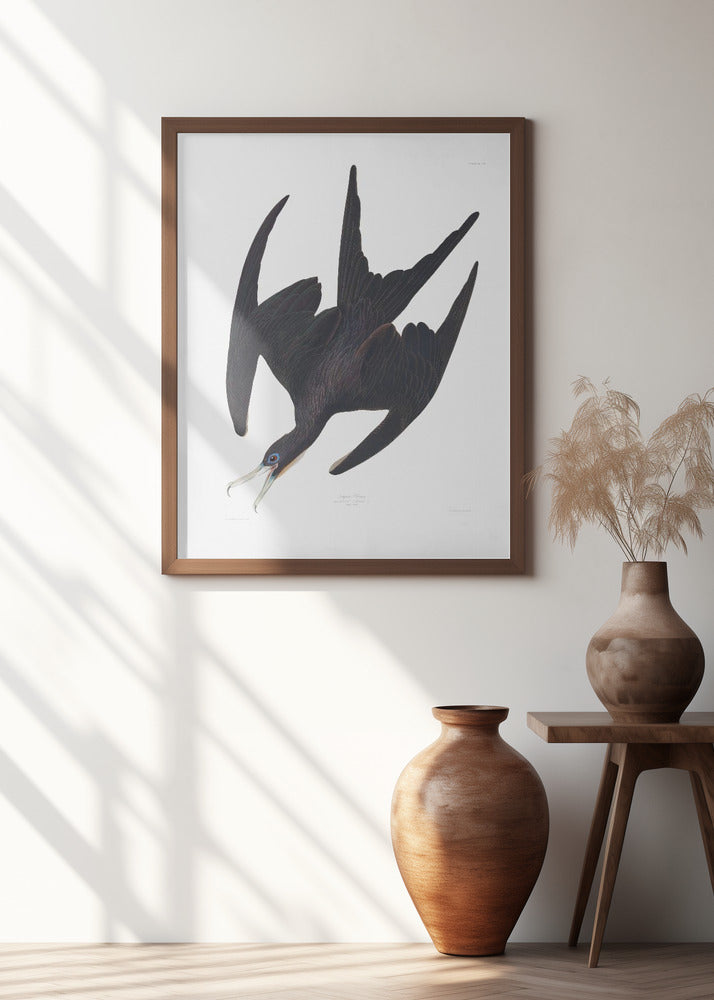 Frigate Pelican From Birds of America (1827)