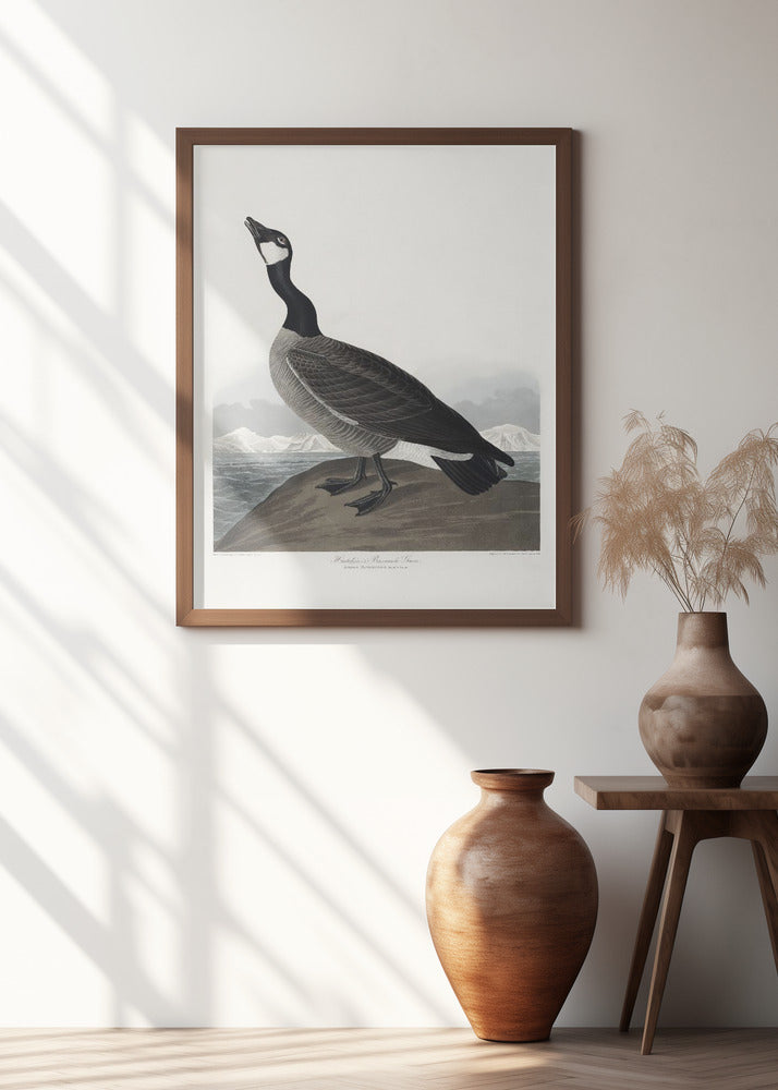 Hutchins's Barnacle Goose From Birds of America (1827)