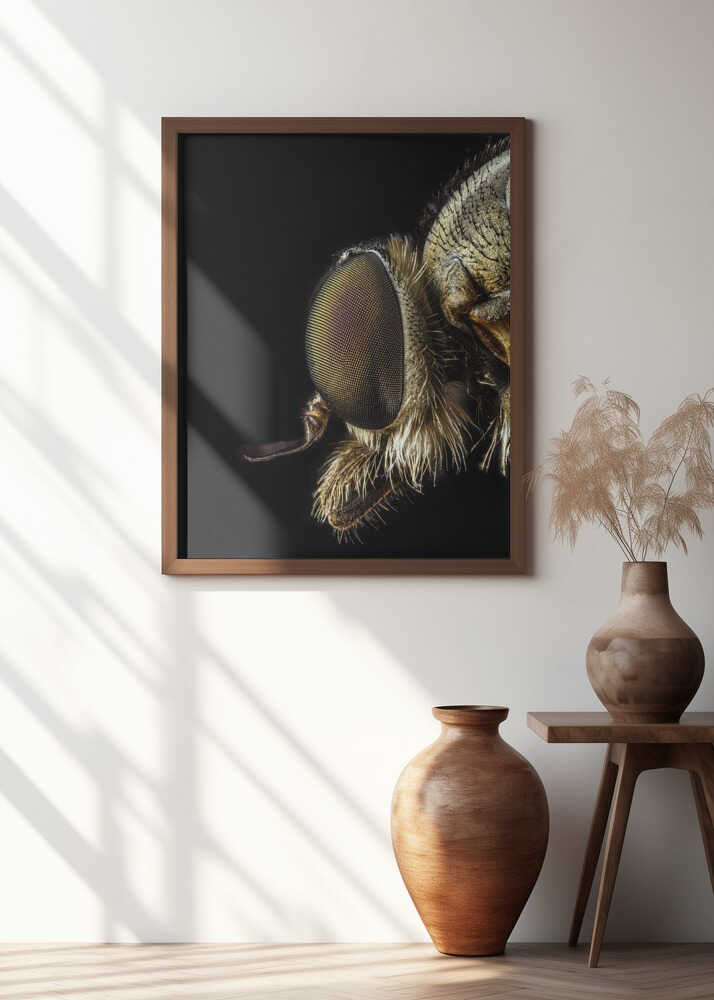 Rhagionidae profile view