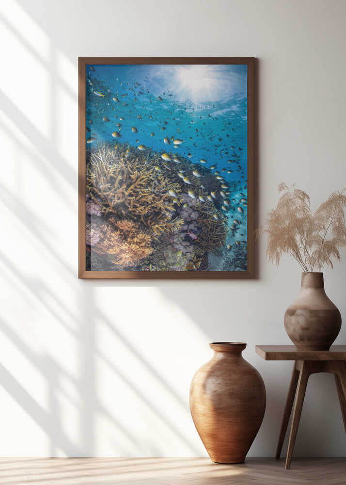 The damselfish against the light