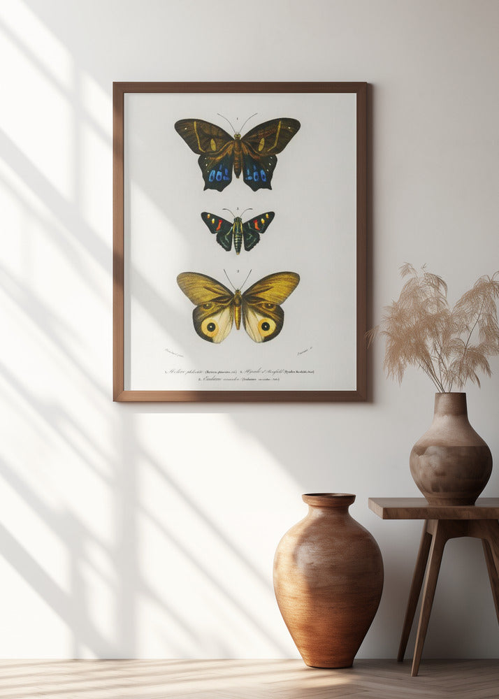 Different Types of Butterflies III
