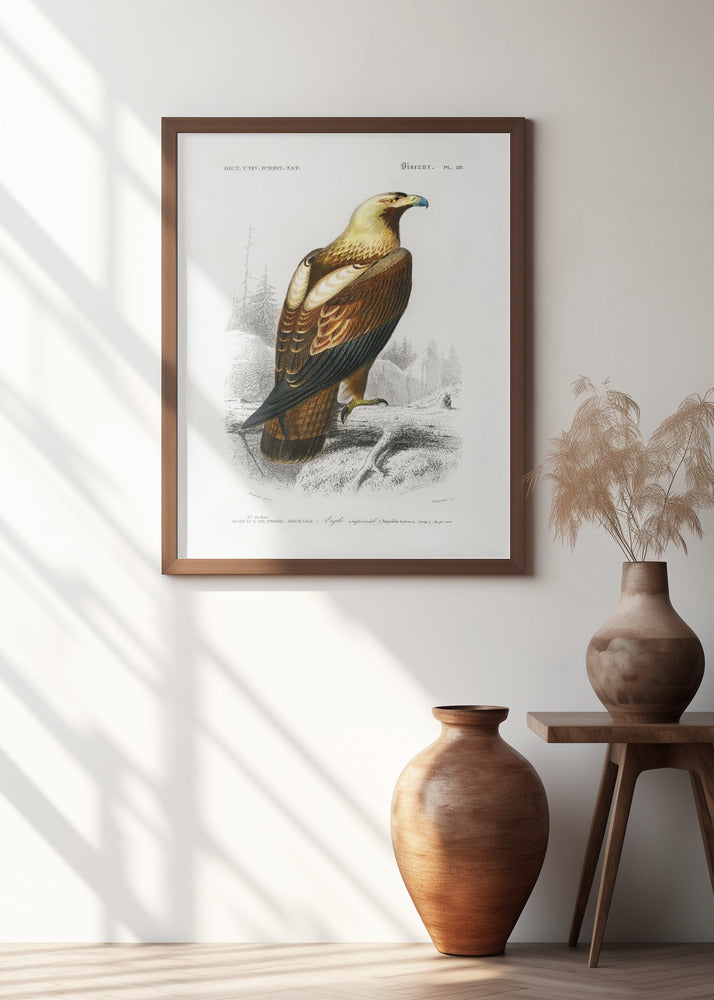 Eastern Imperial Eagle