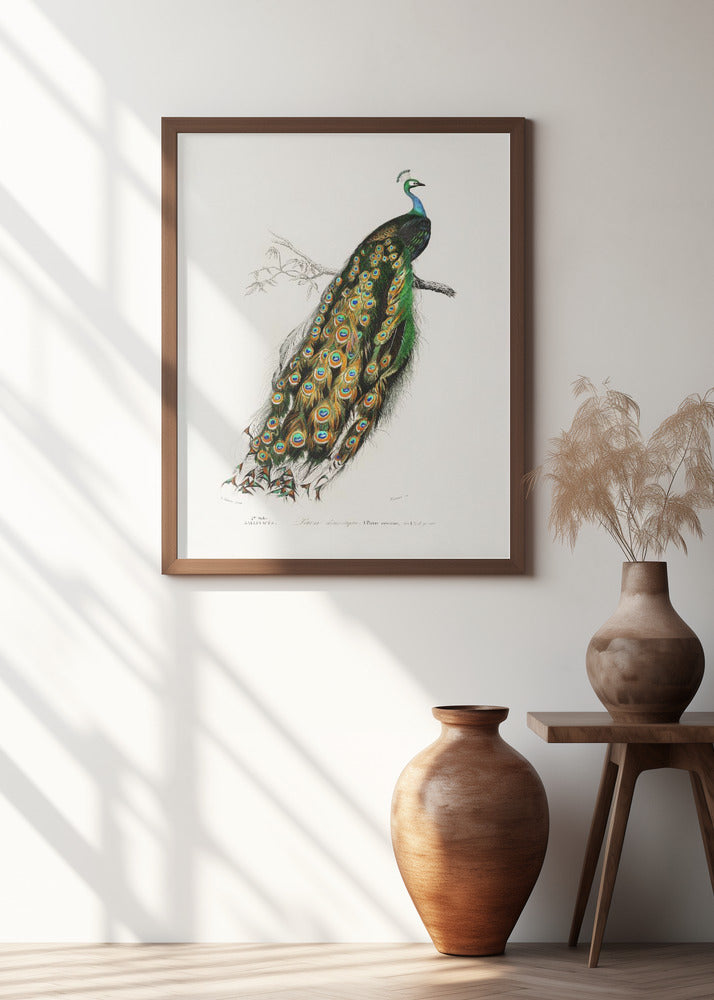 Indian Peafowl Peacock