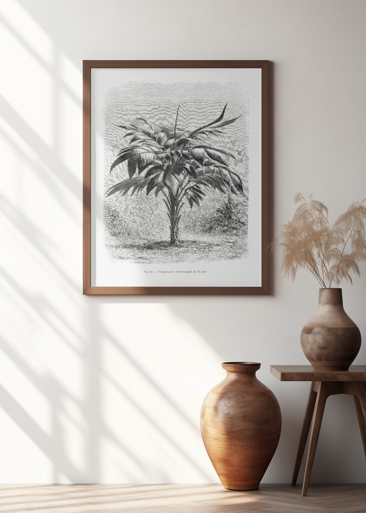 Vintage Palm Tree Drawing Viii