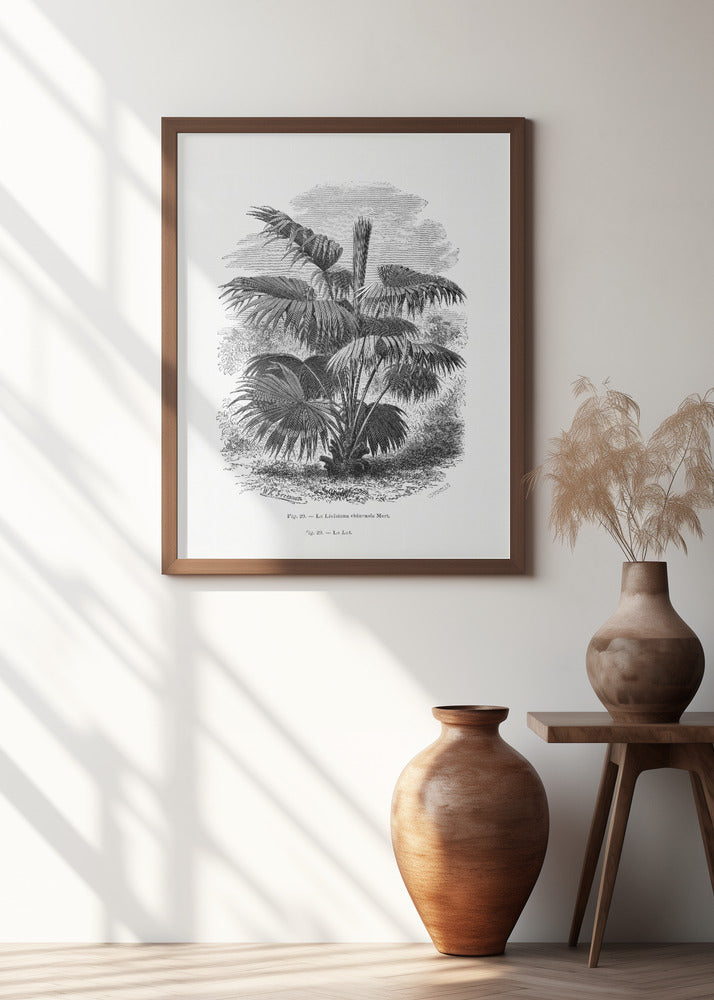 Vintage Palm Tree Drawing Xii