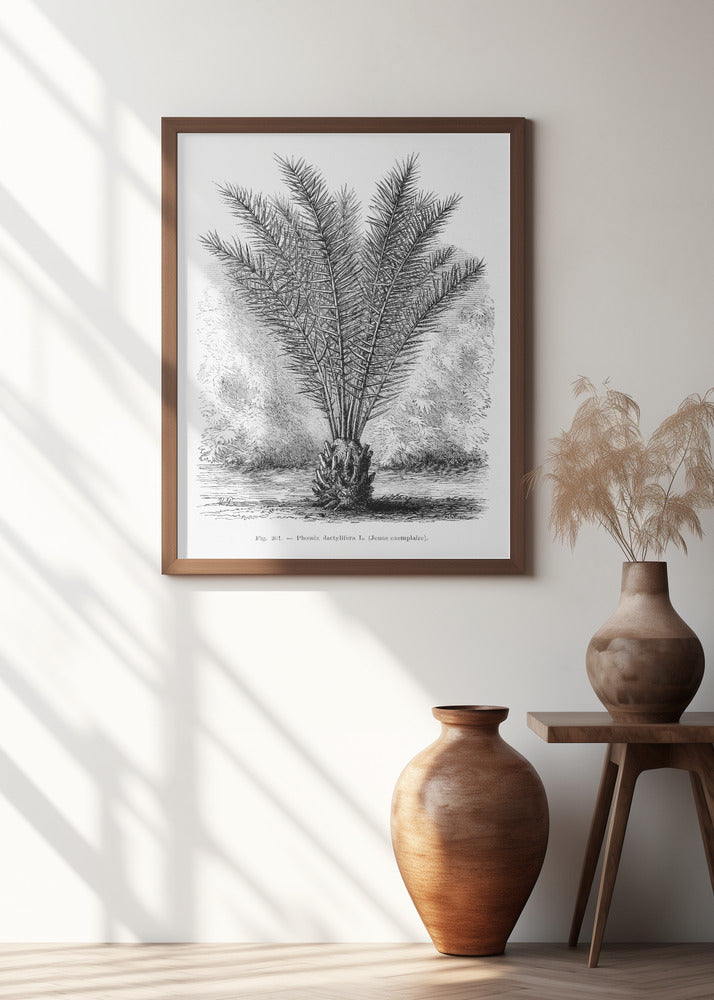 Vintage Palm Tree Drawing Xiii