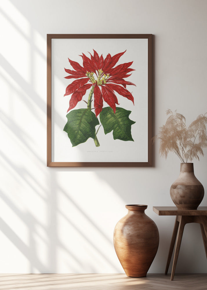 Poinsettia Pulcherrima Leaf Illustration