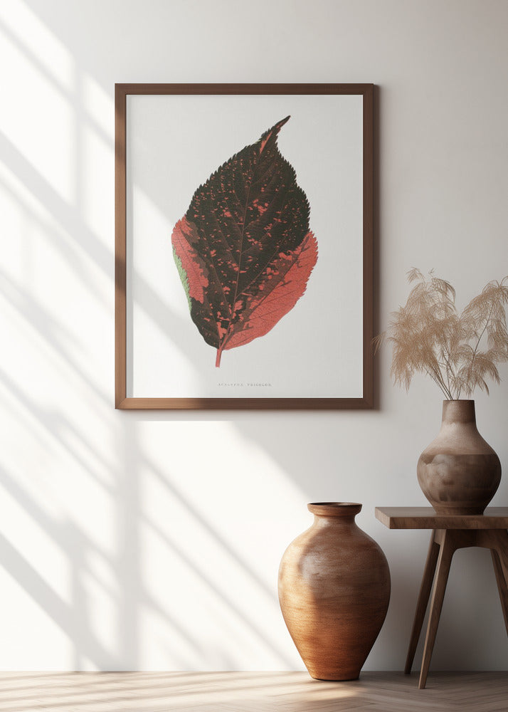 Acalypha Tricolor Leaf Illustration