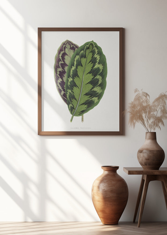 Calathea Veitchiana Leaf Illustration