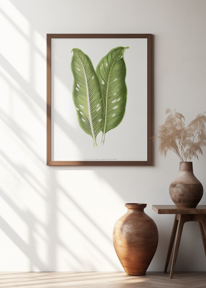 Green Dieffenbachia Baraquiniana Leaf Illustration