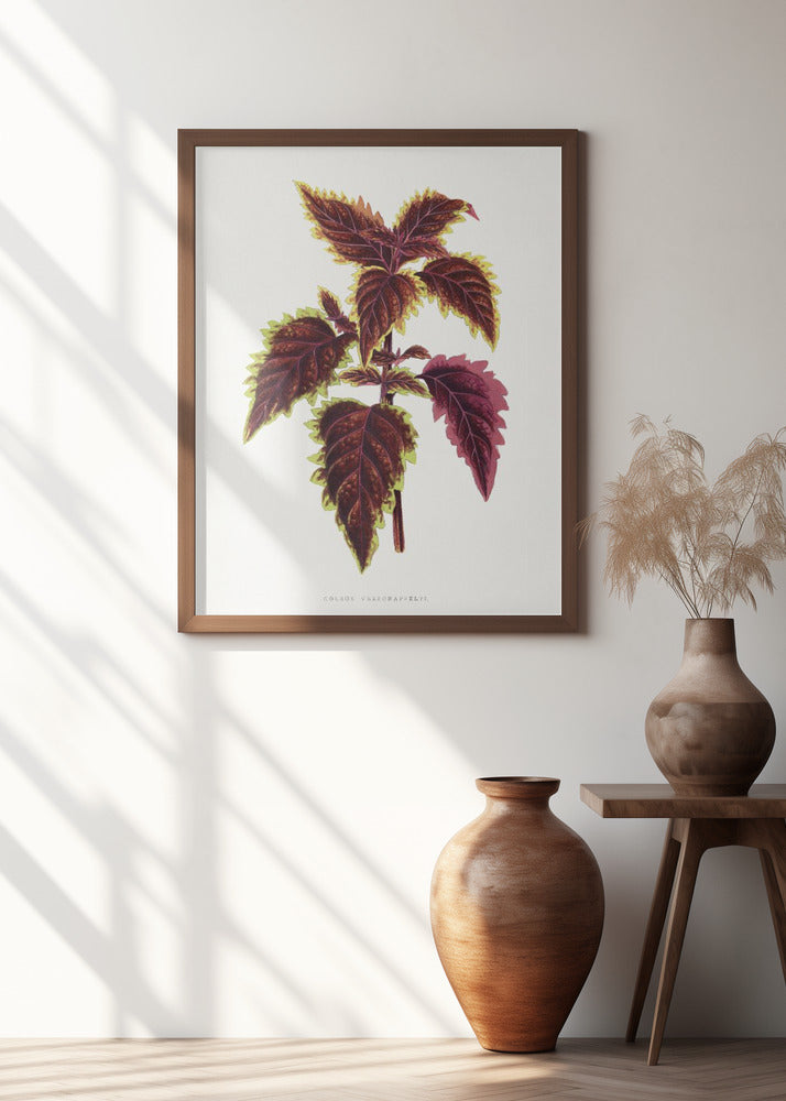 Pink Coleus Leaf Illustration