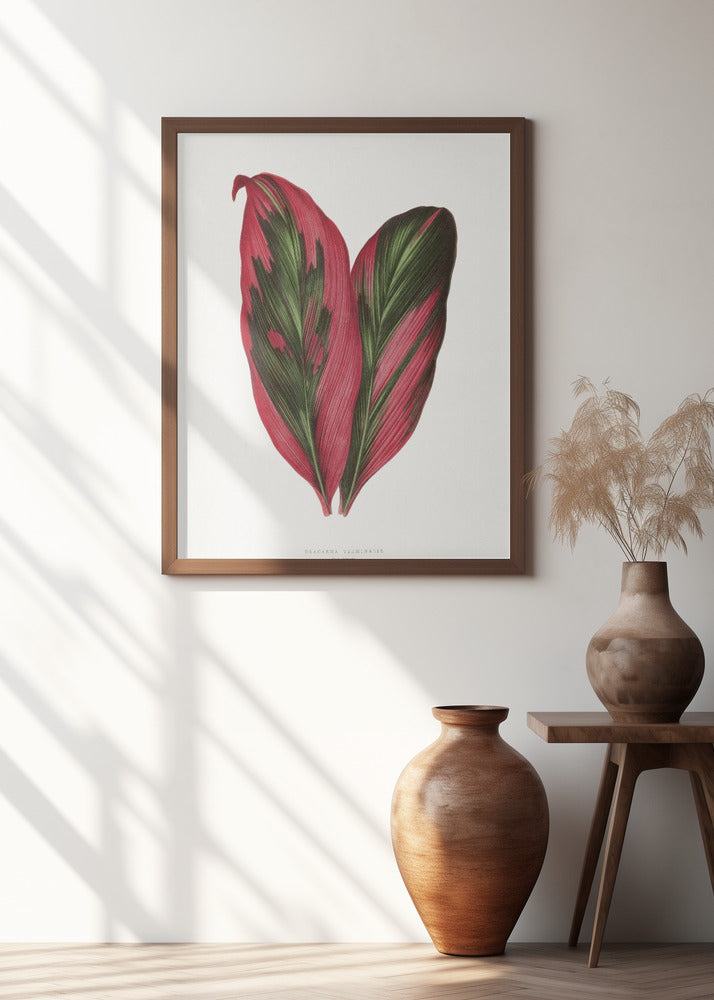 Pink Dracaena Terminalis Leaf Illustration