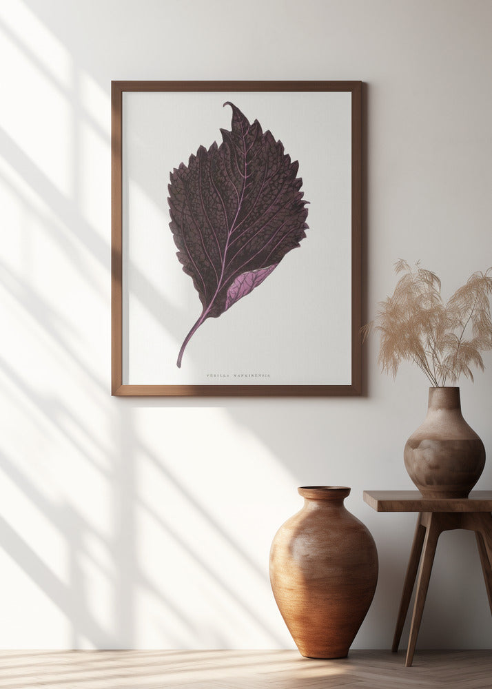 Pink Perilla Nankinensis Leaf Illustration