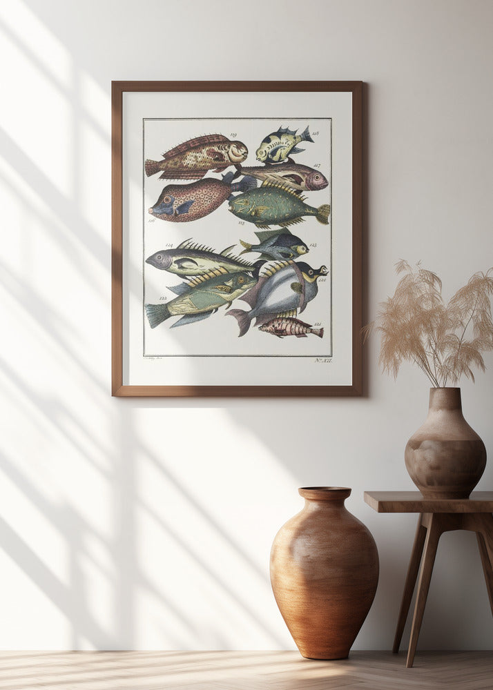 Exotic Fish (1767) By J V Schley