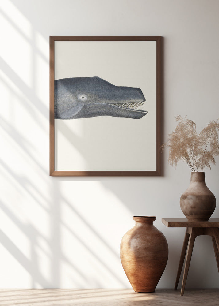 Whale I Tight Crop Handcolored Sealife Lithograph 1824