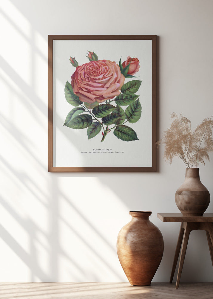 Pink Rose, Glorie De Dijon Lithograph