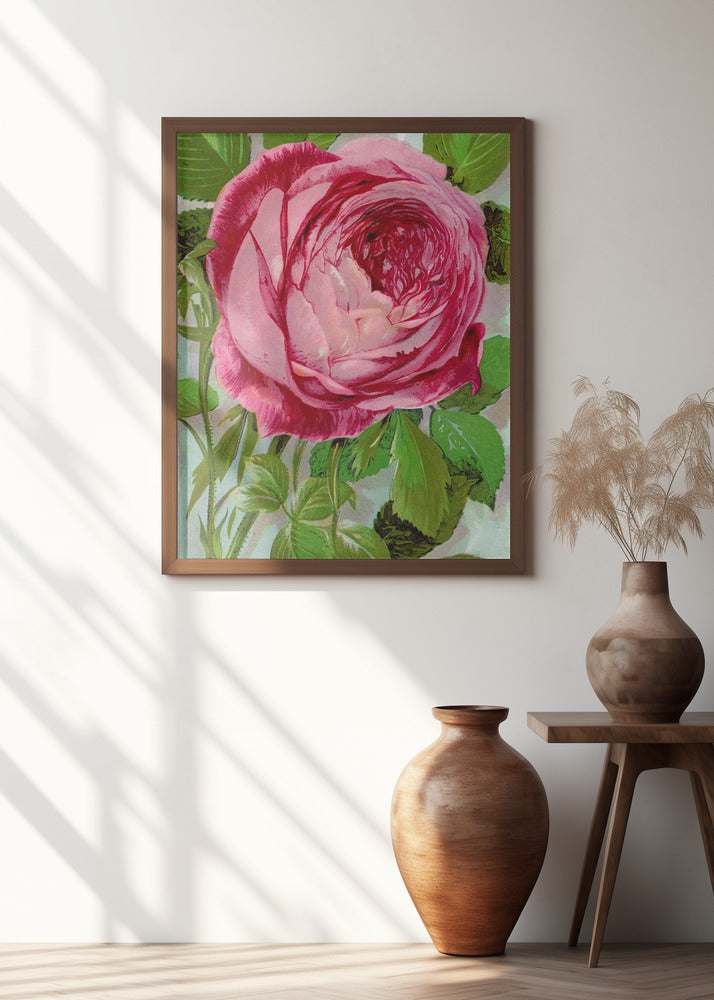 Pink Rose, Mrs John Laing Lithograph