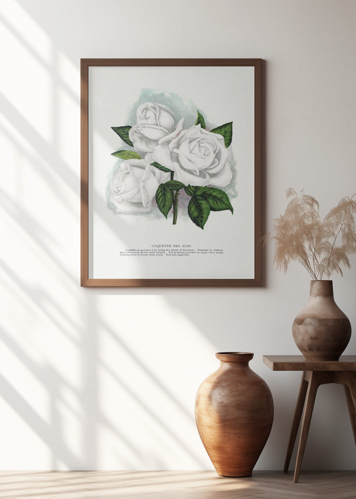 White Rose, Coquette Des Alps Lithograph