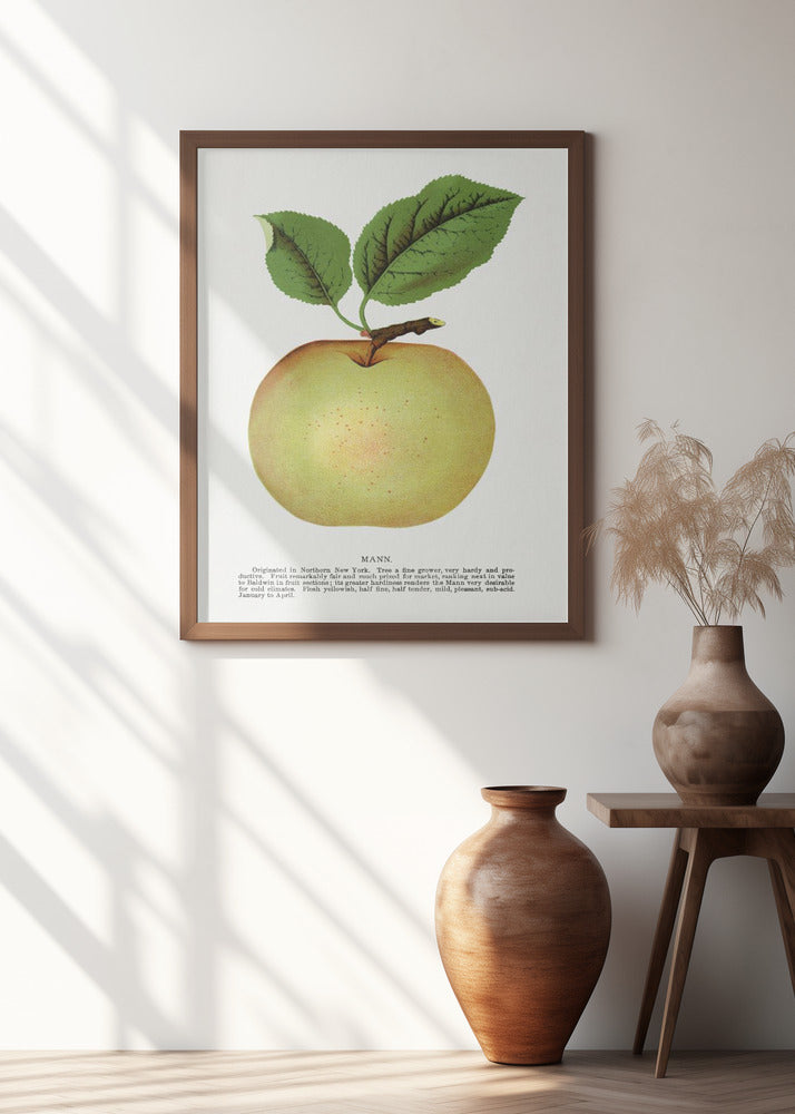 Mann Apple Lithograph