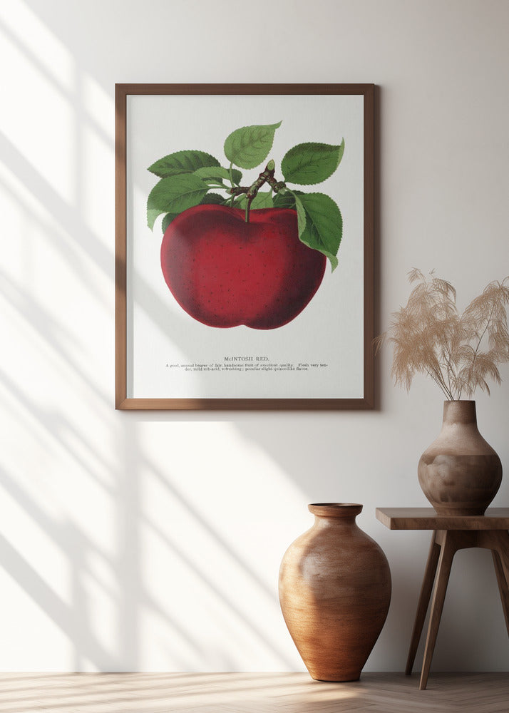 Mcintosh Red Apple Lithograph