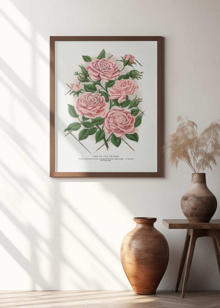 Pink Rose, Gem of the Prairie Lithograph