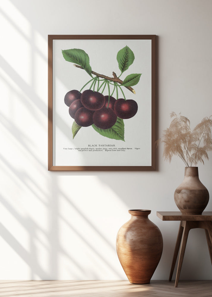 Black Tartarian Cherry Lithograph