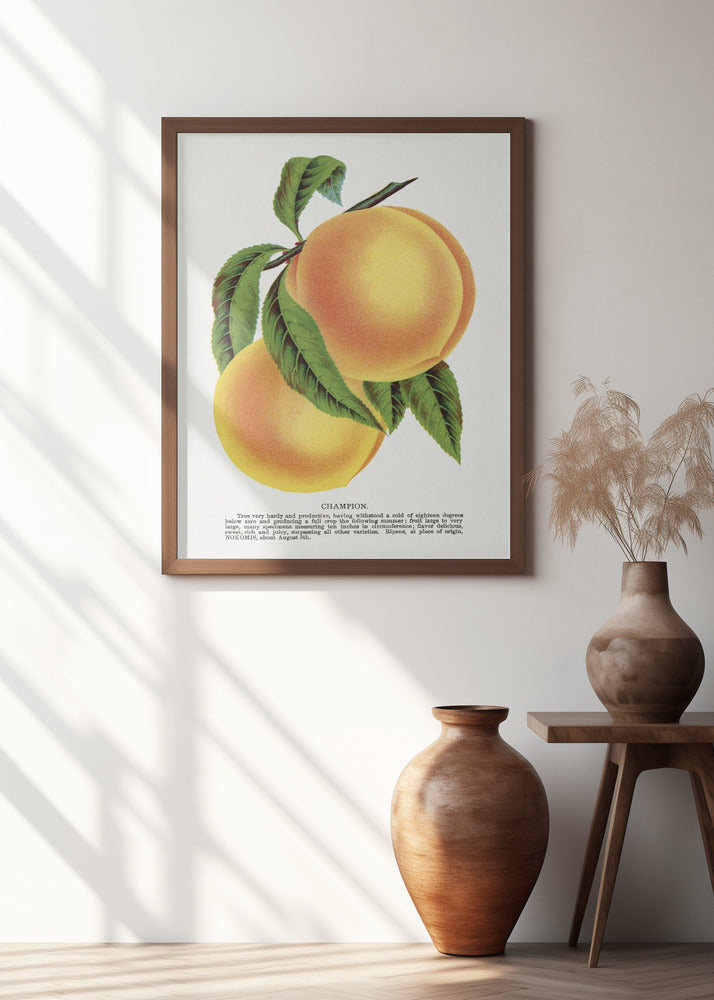 Champion Plum Lithograph