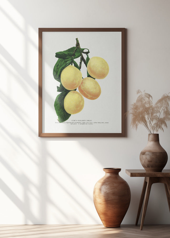 Coe's Golden Drop Plum Lithograph