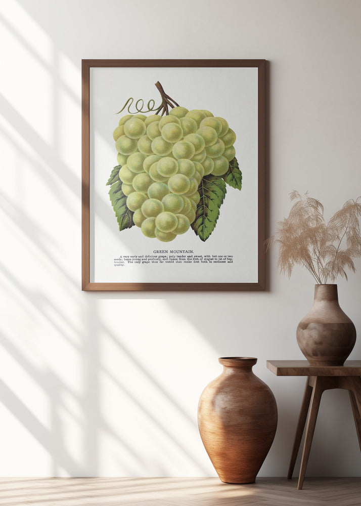 Green Mountain Grape Lithograph