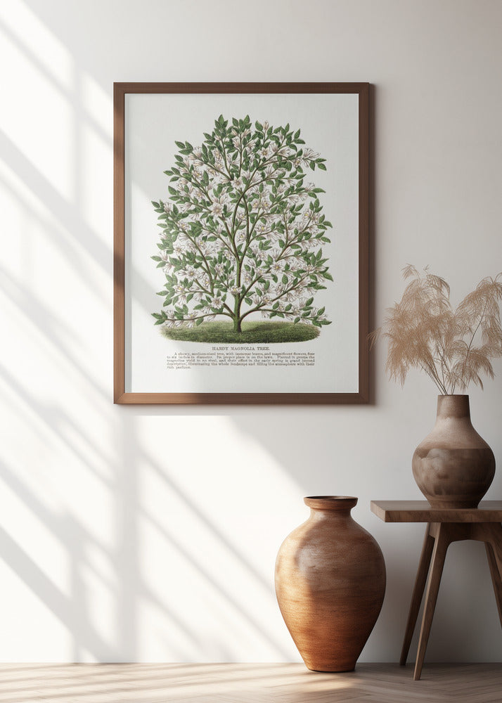 Hardy Magnolia Tree Lithograph