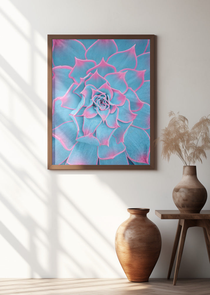 Art Prints of Blue and Pink Succulent