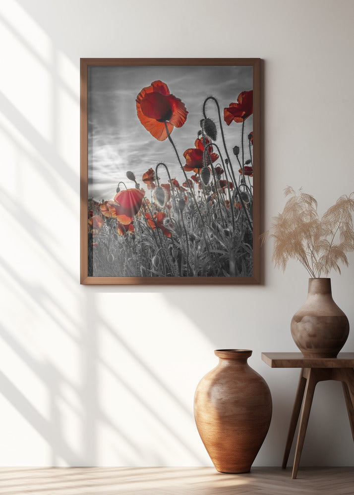 Fascinating poppies | colorkey