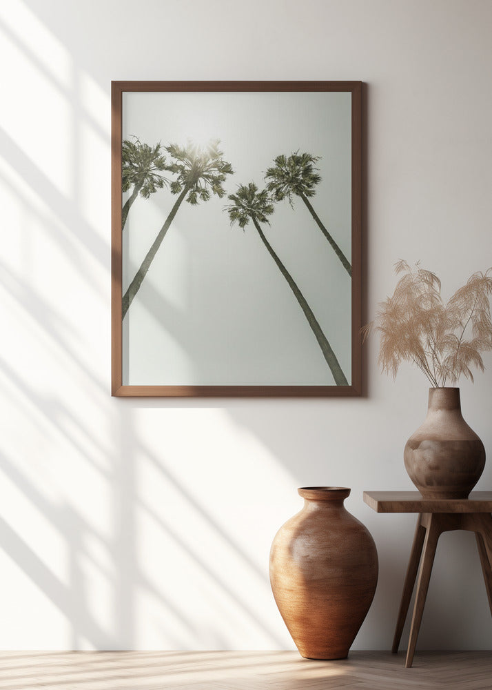 Palm Trees in the sun | Vintage