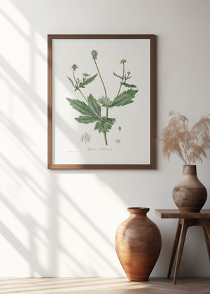 Art Prints of Wood Avens (geum Urbanum) Medical Botany