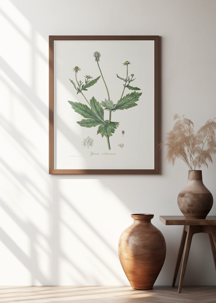 Art Prints of Wood Avens (geum Urbanum) Medical Botany
