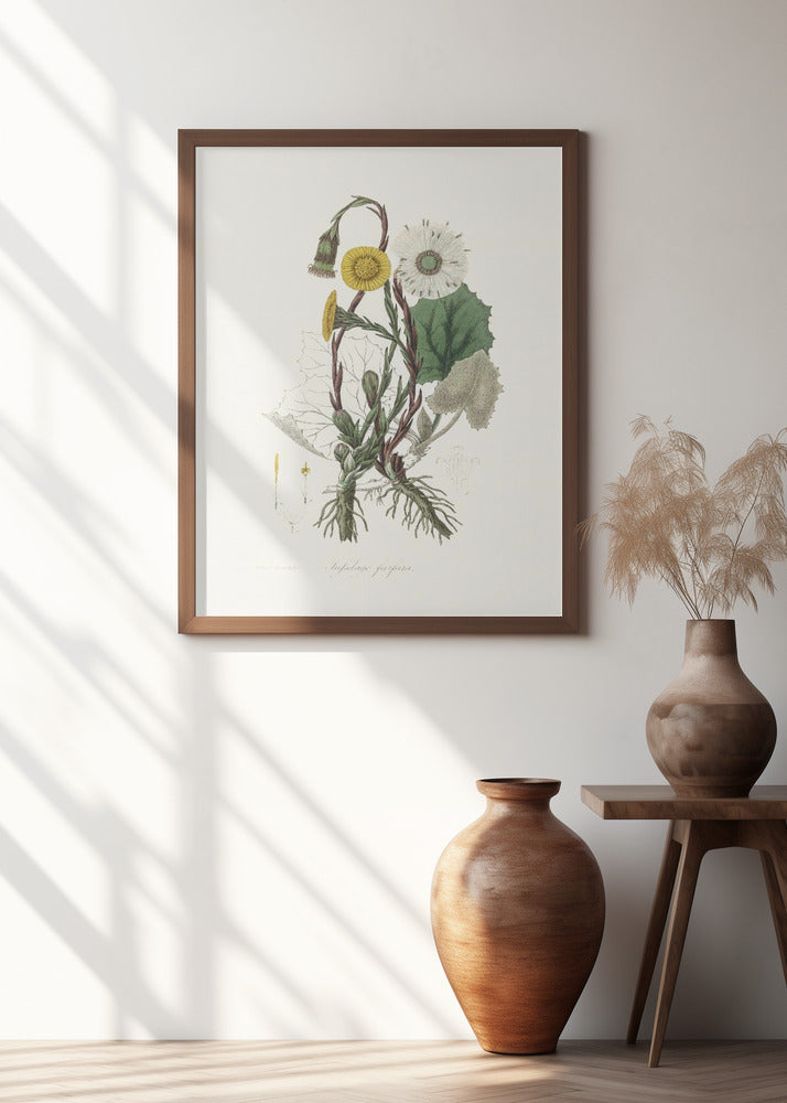 Art Prints of Coltsfoot (tussilago Farfara) Medical Botany