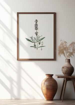 Art Prints of Lavender (lavandula Ipica) Medical Botany