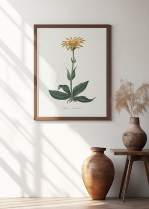 Art Prints of Mountain Arnica (arnica Montana) Medical Botany