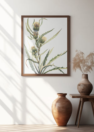 Art Prints of White Thistle