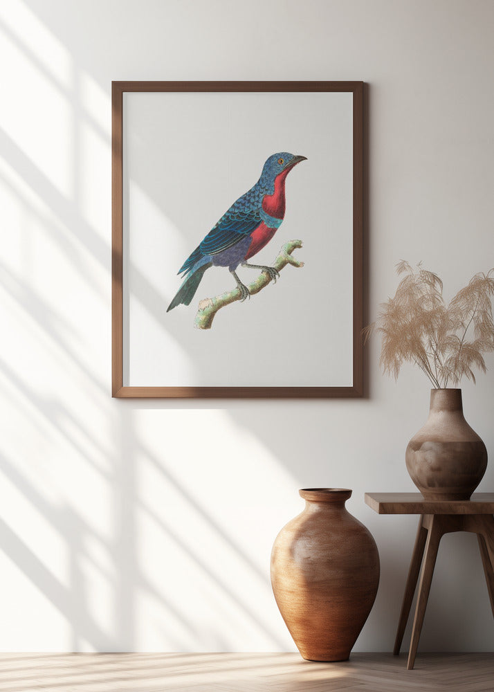 Purple Breasted Chatterer