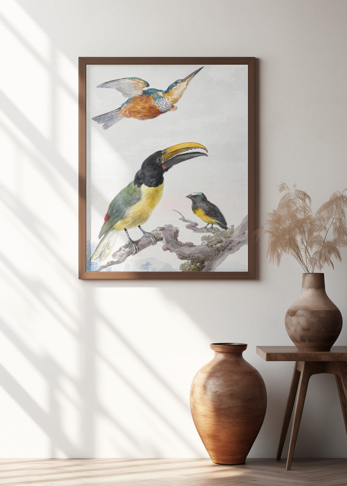 Three Birds a Kingfisher, a Prince Von Wied's Toucan and an Sparrow